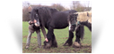 The Old Black Horse